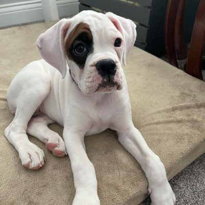 Bruno male 12 850 Bruno male 12 850