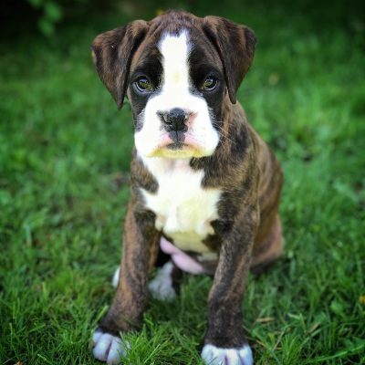 Daisy 12 female 850 Daisy 12 female 850